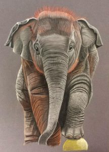 Bild Elefant
