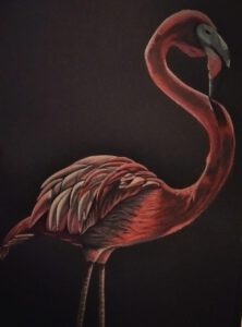 Bild Flamingo