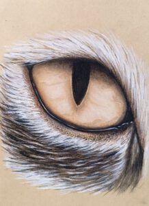 Zeichnung Auge Katze
