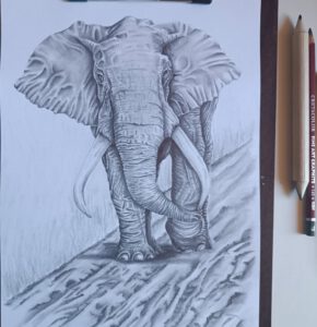 Zeichnung Elefant
